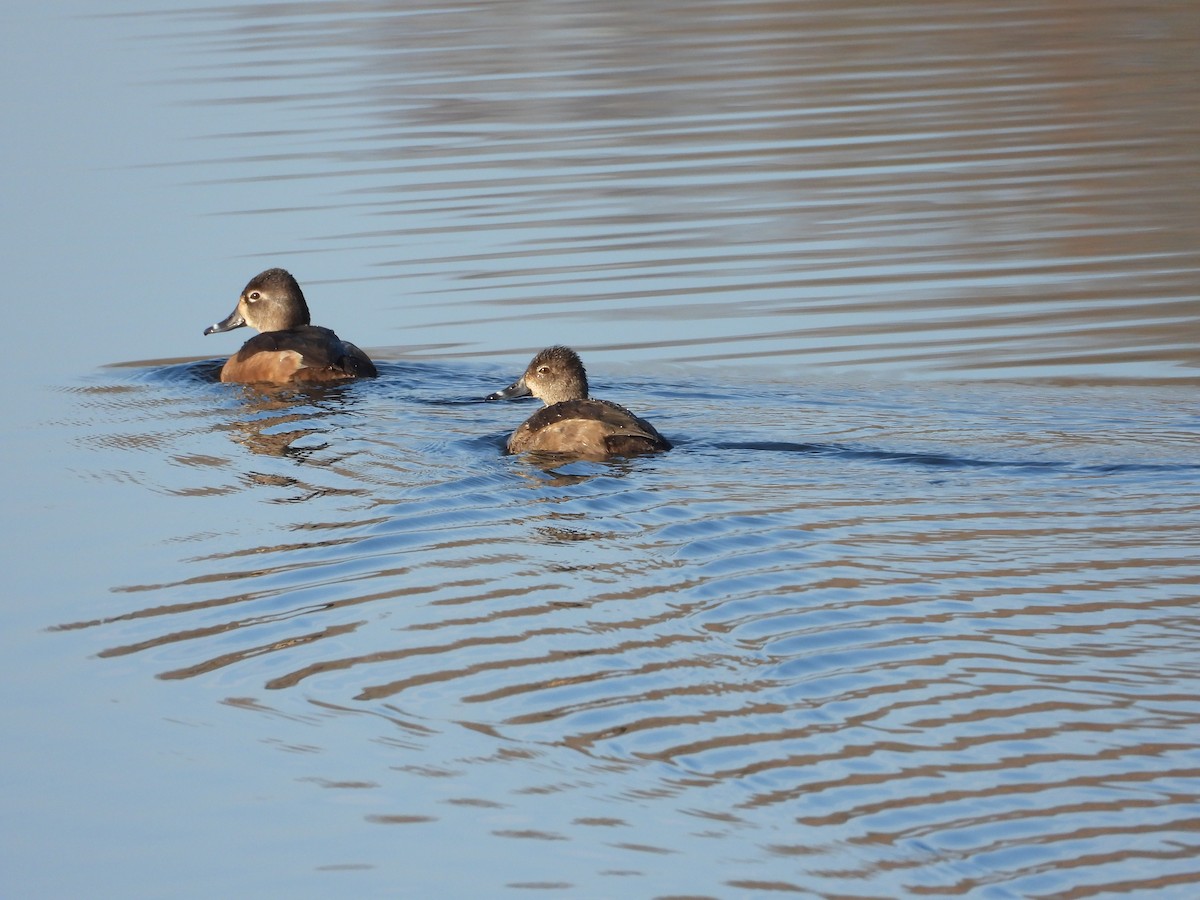 Ring-necked Duck - ML645854623