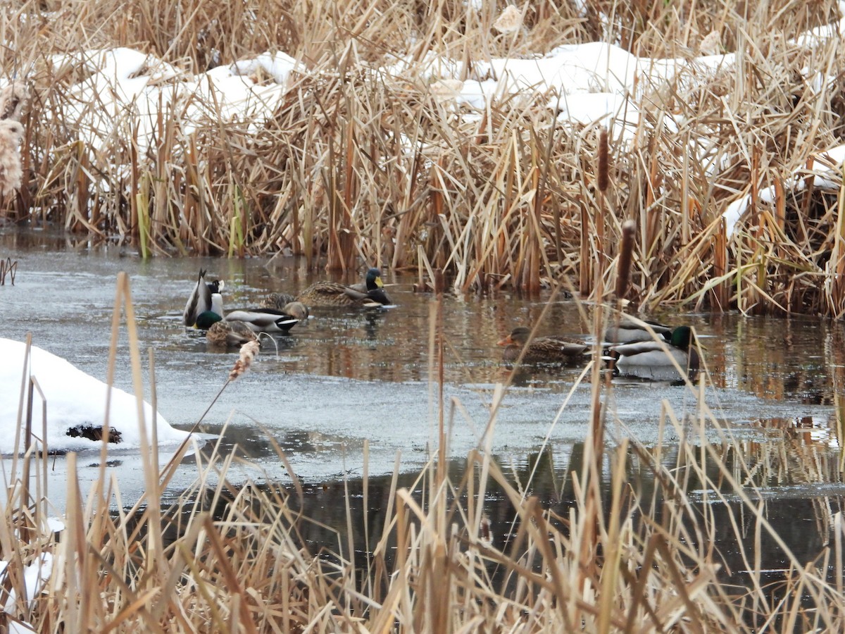 Mallard - ML645854624