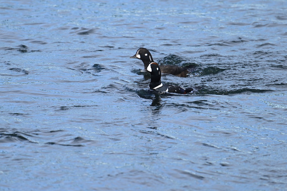 Хотгуужин чөрх - ML645854626