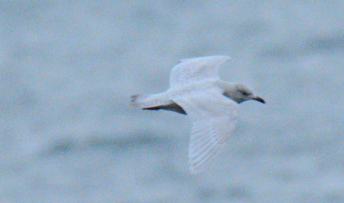 Gaviota Groenlandesa - ML645854628