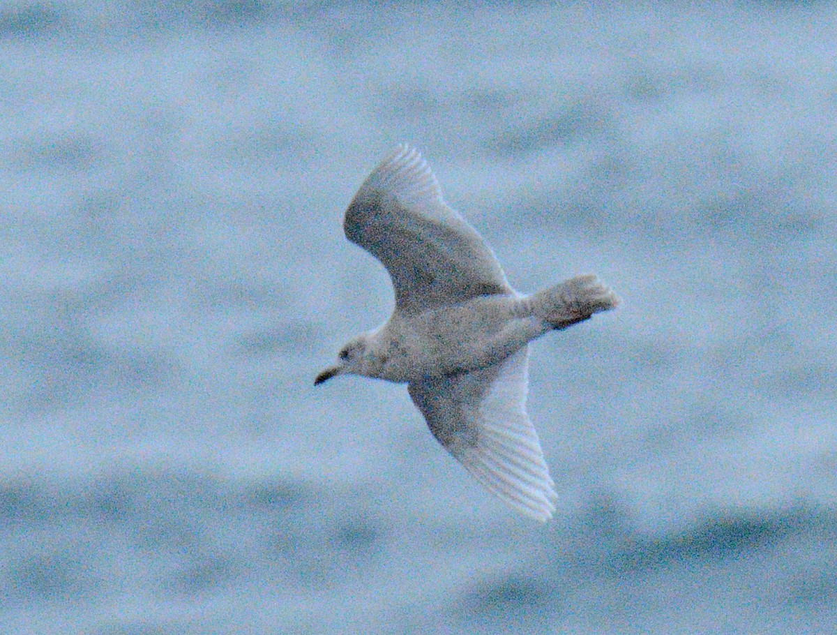 Gaviota Groenlandesa - ML645854629