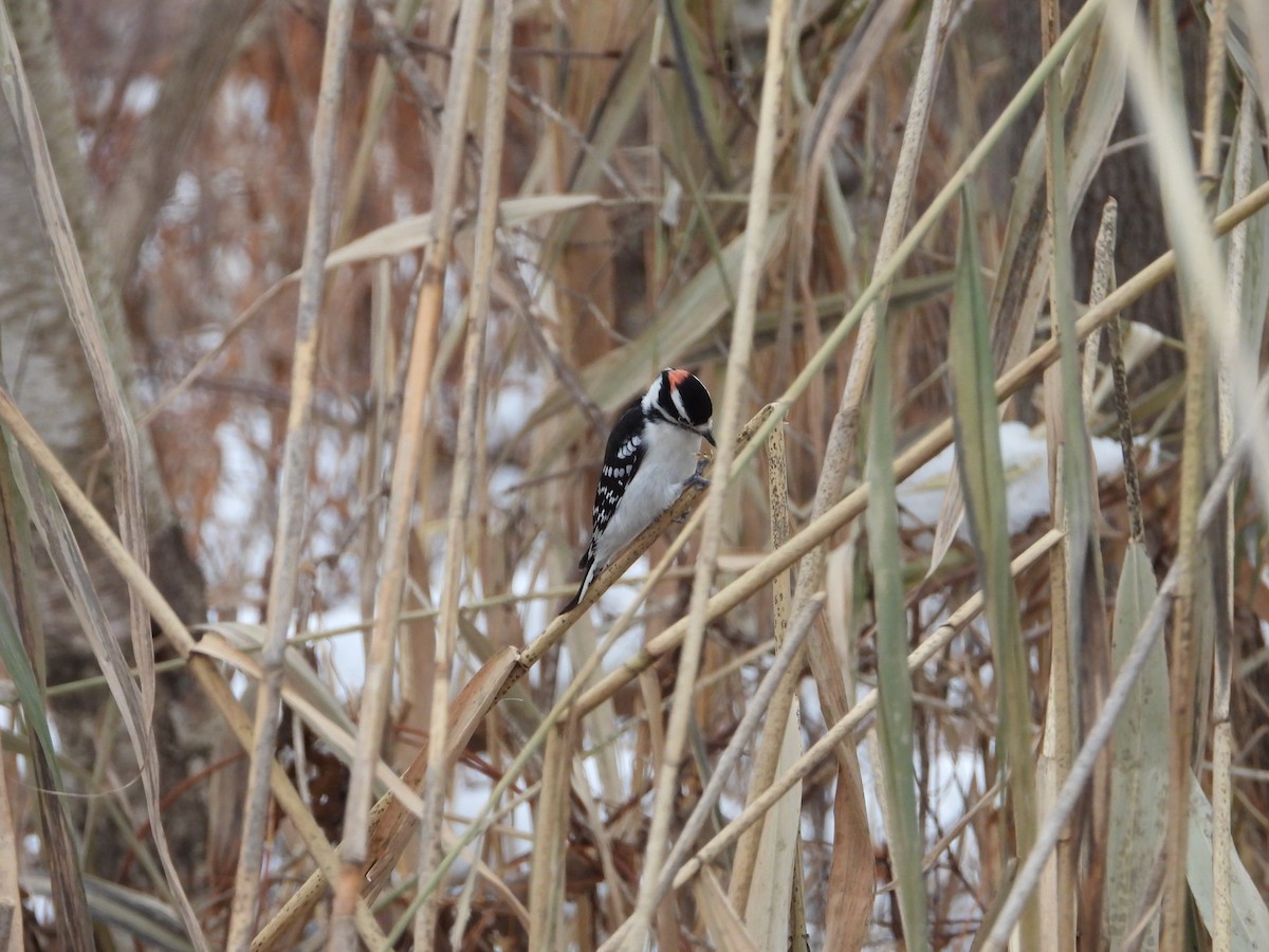 Downy Woodpecker - ML645854630