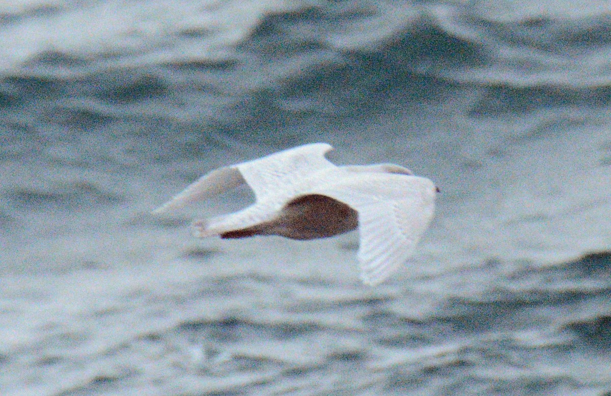 Gaviota Groenlandesa - ML645854631