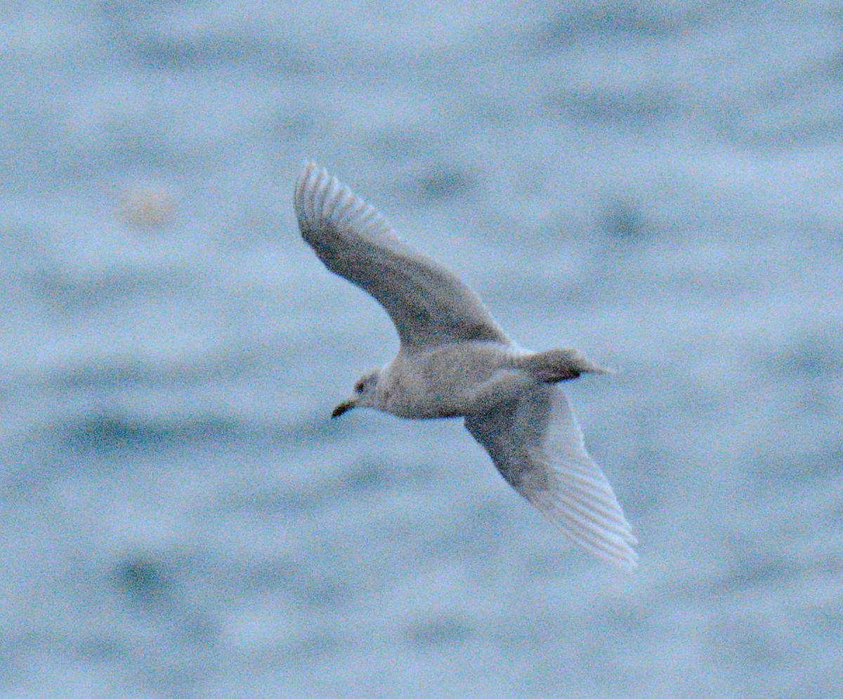 Gaviota Groenlandesa - ML645854632