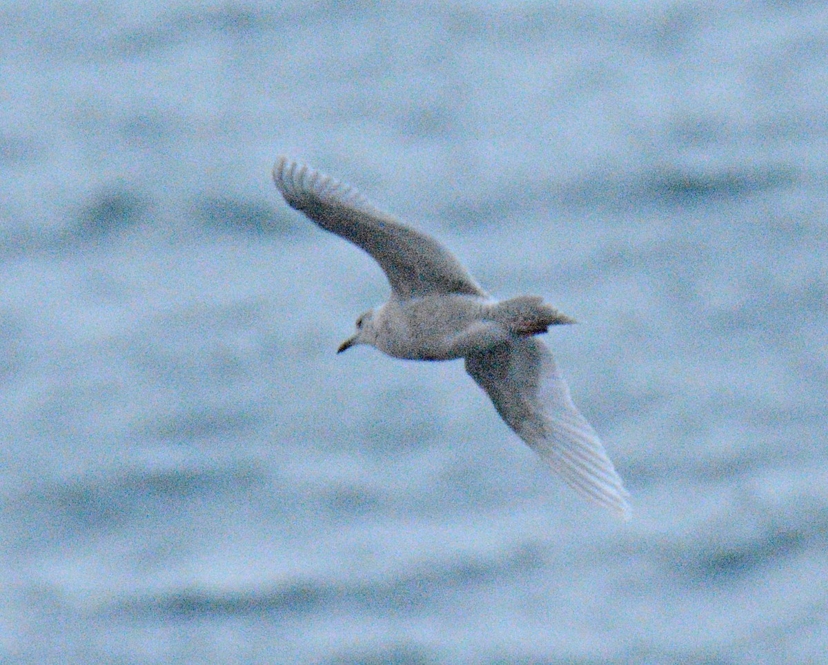 Gaviota Groenlandesa - ML645854633