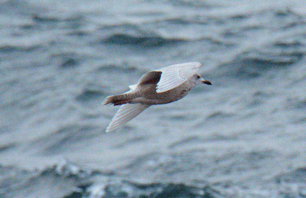 Gaviota Groenlandesa - ML645854634