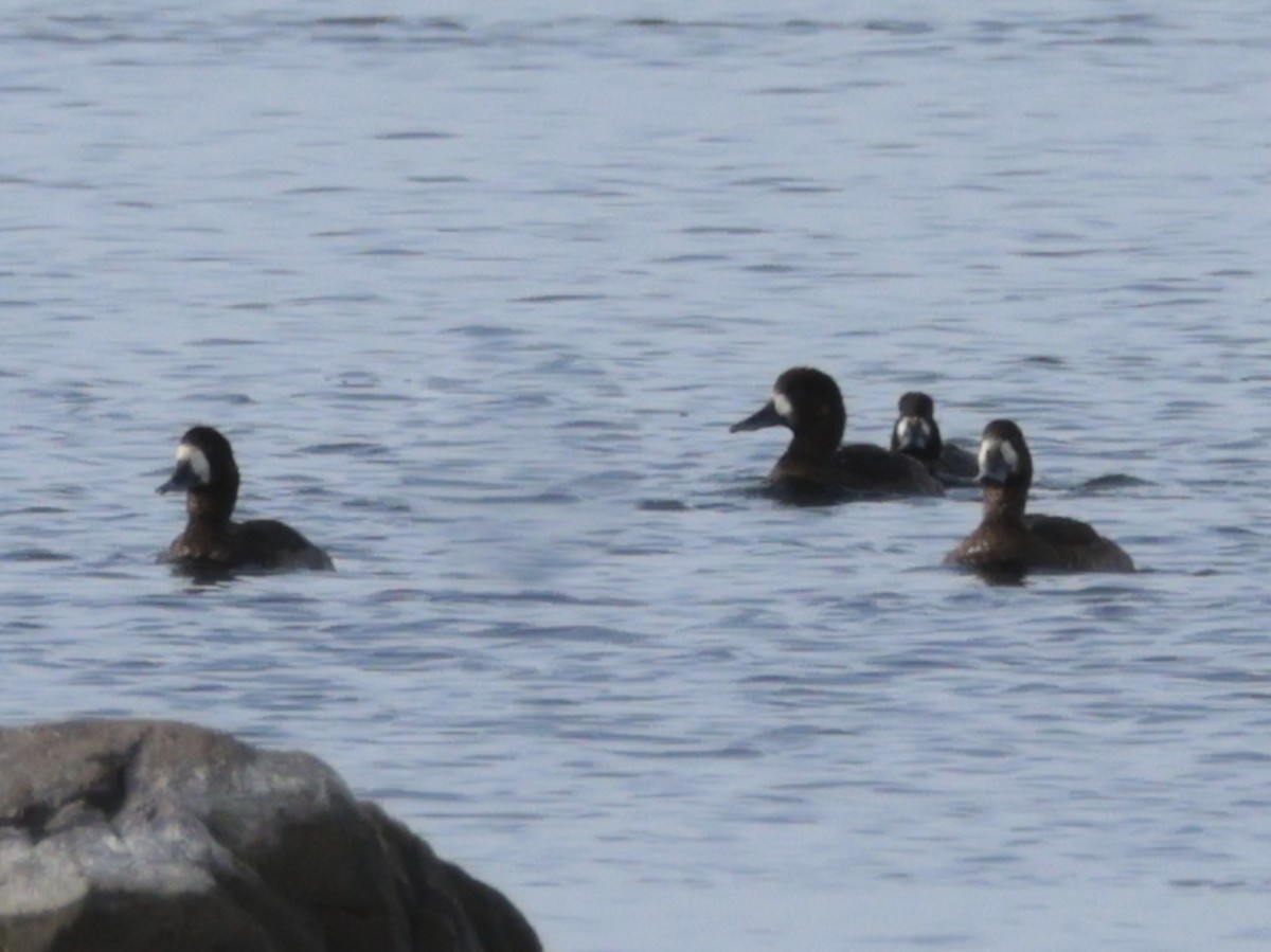 斑背潛鴨/小斑背潛鴨 - ML645854636
