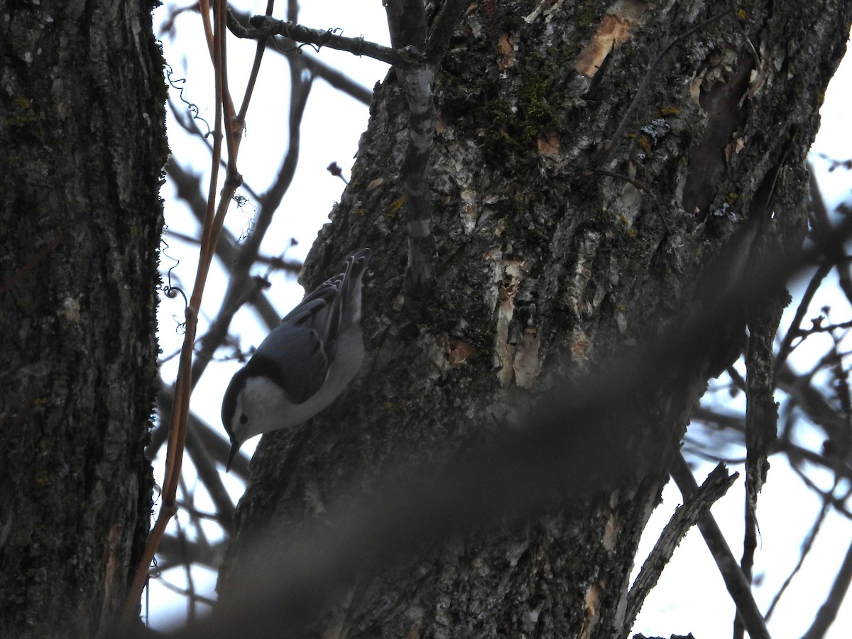 White-breasted Nuthatch - ML645854643