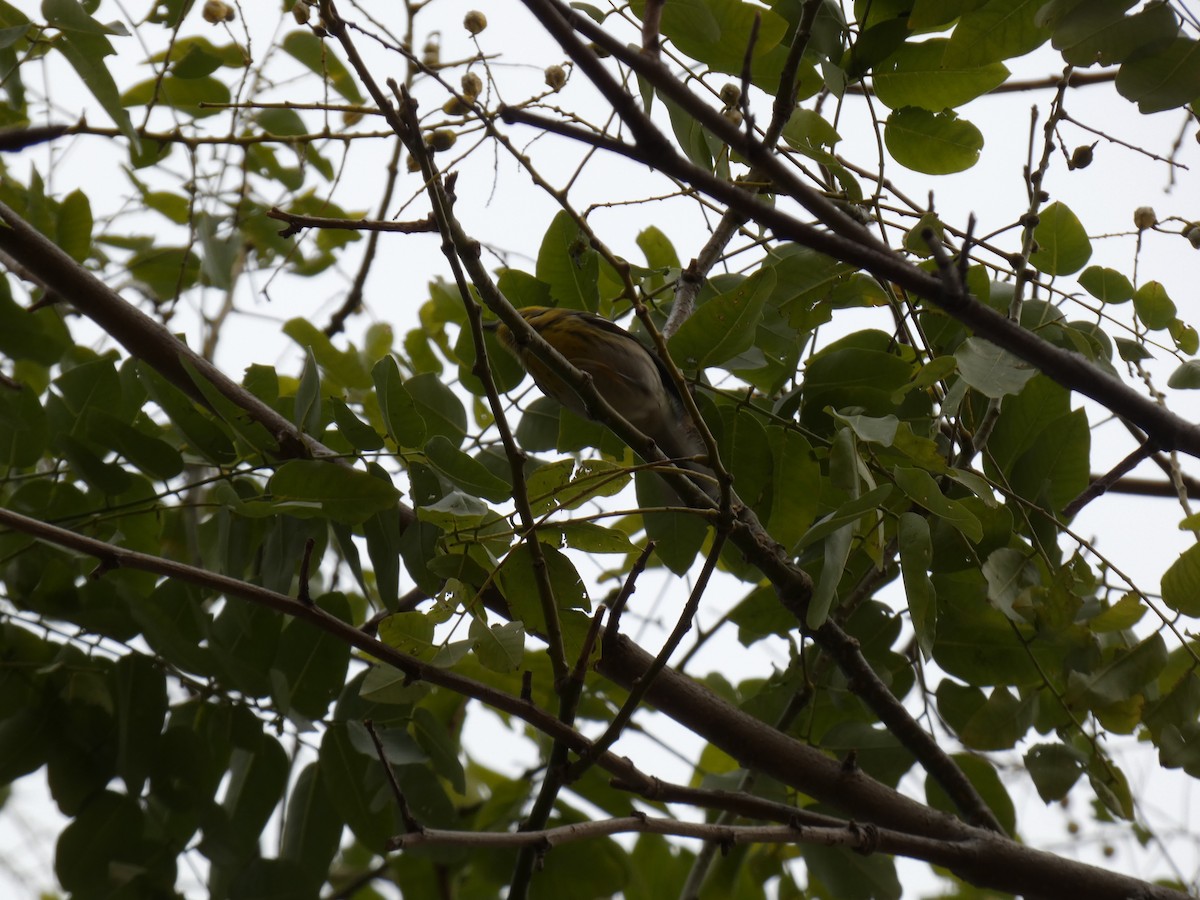 Townsend's Warbler - ML645854645