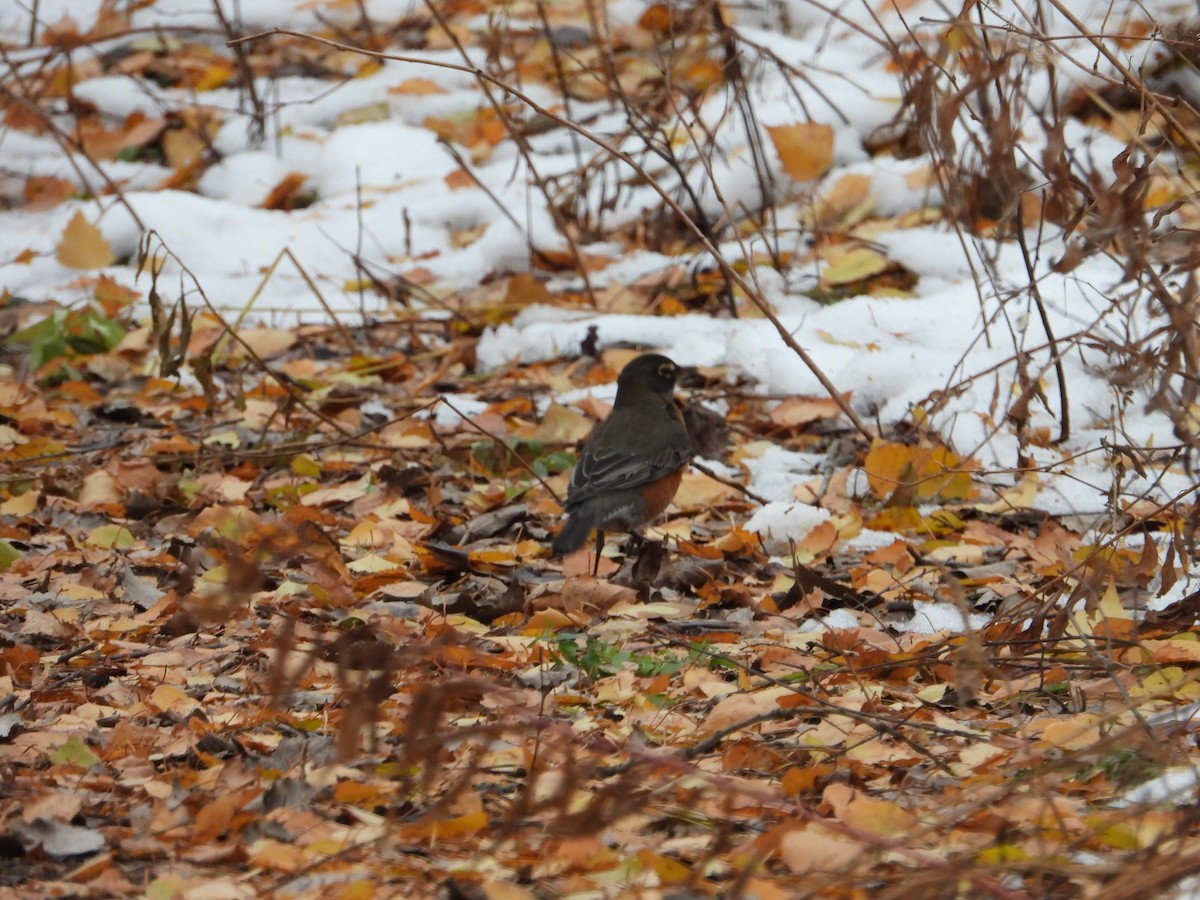 American Robin - ML645854652