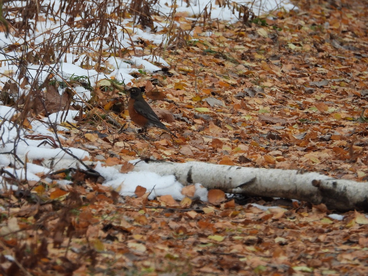 American Robin - ML645854653