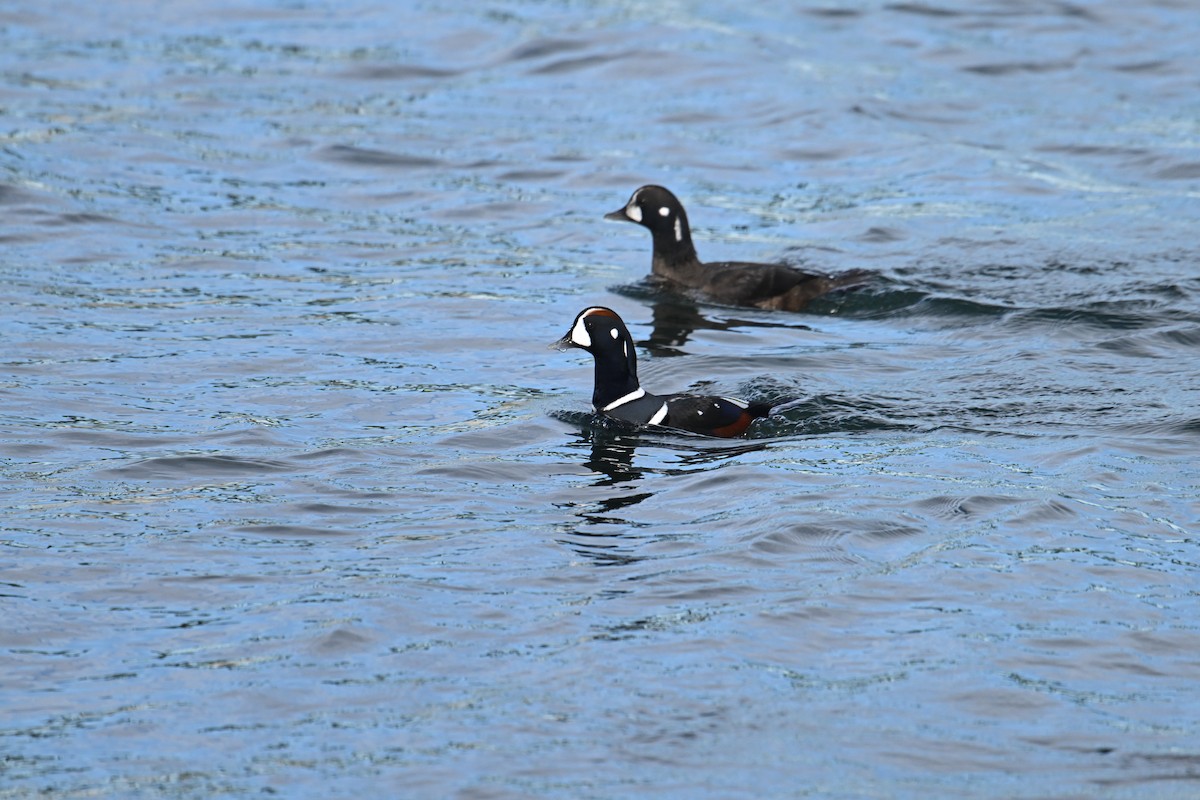 Хотгуужин чөрх - ML645854654