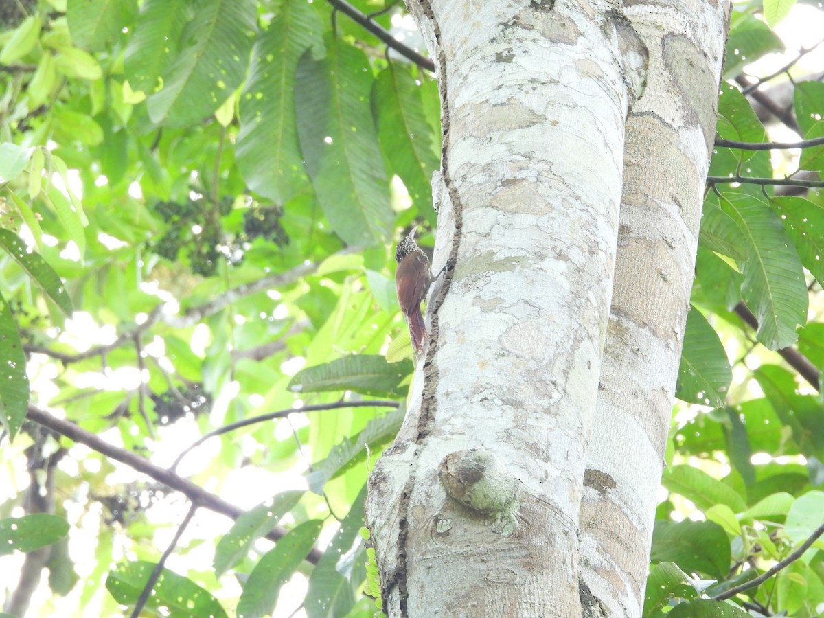 Streak-headed Woodcreeper - ML645854655