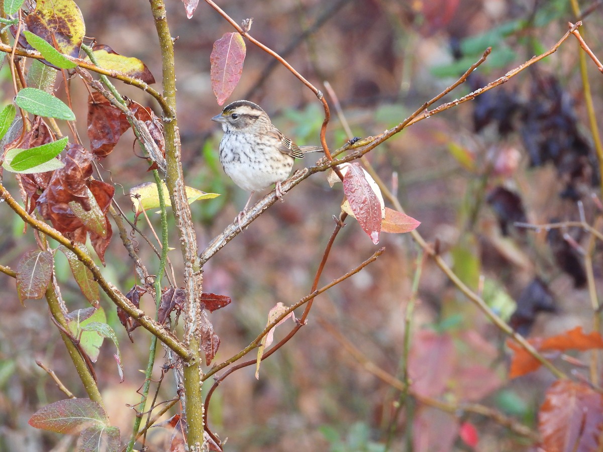 White-throated Sparrow - ML645854656
