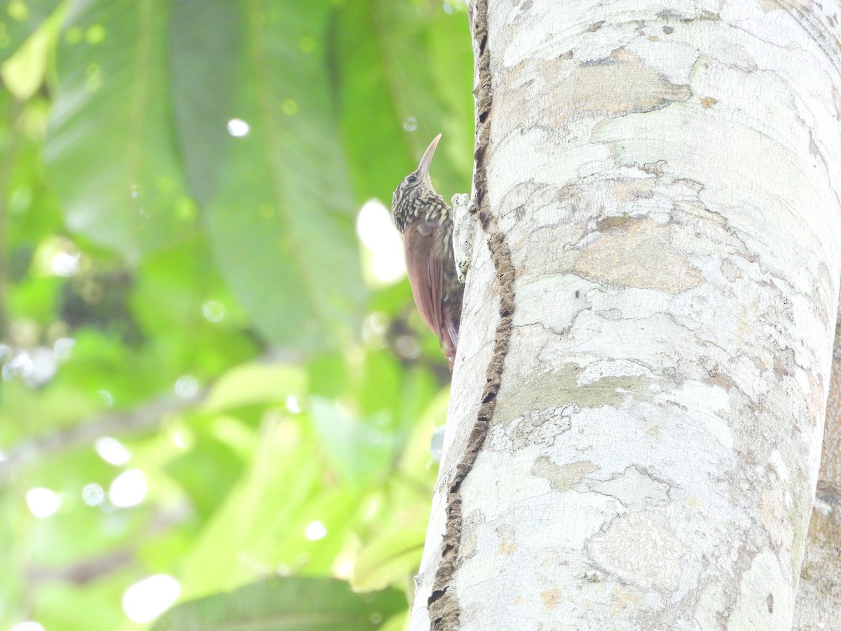 Streak-headed Woodcreeper - ML645854658