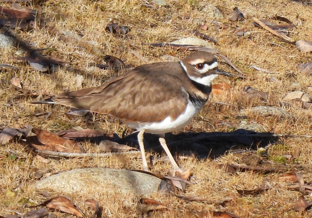 Killdeer - ML645854664
