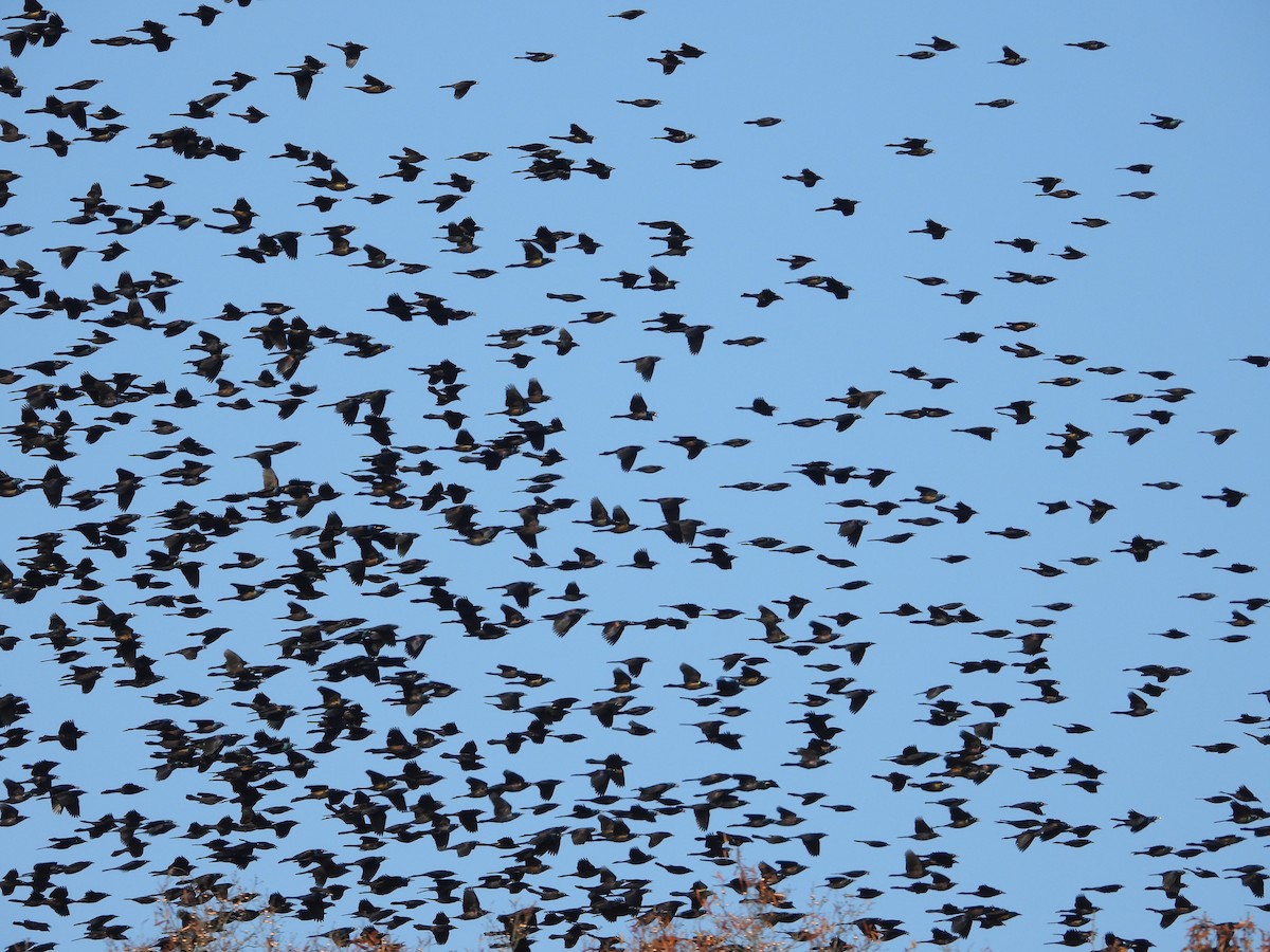 Common Grackle - ML645854668