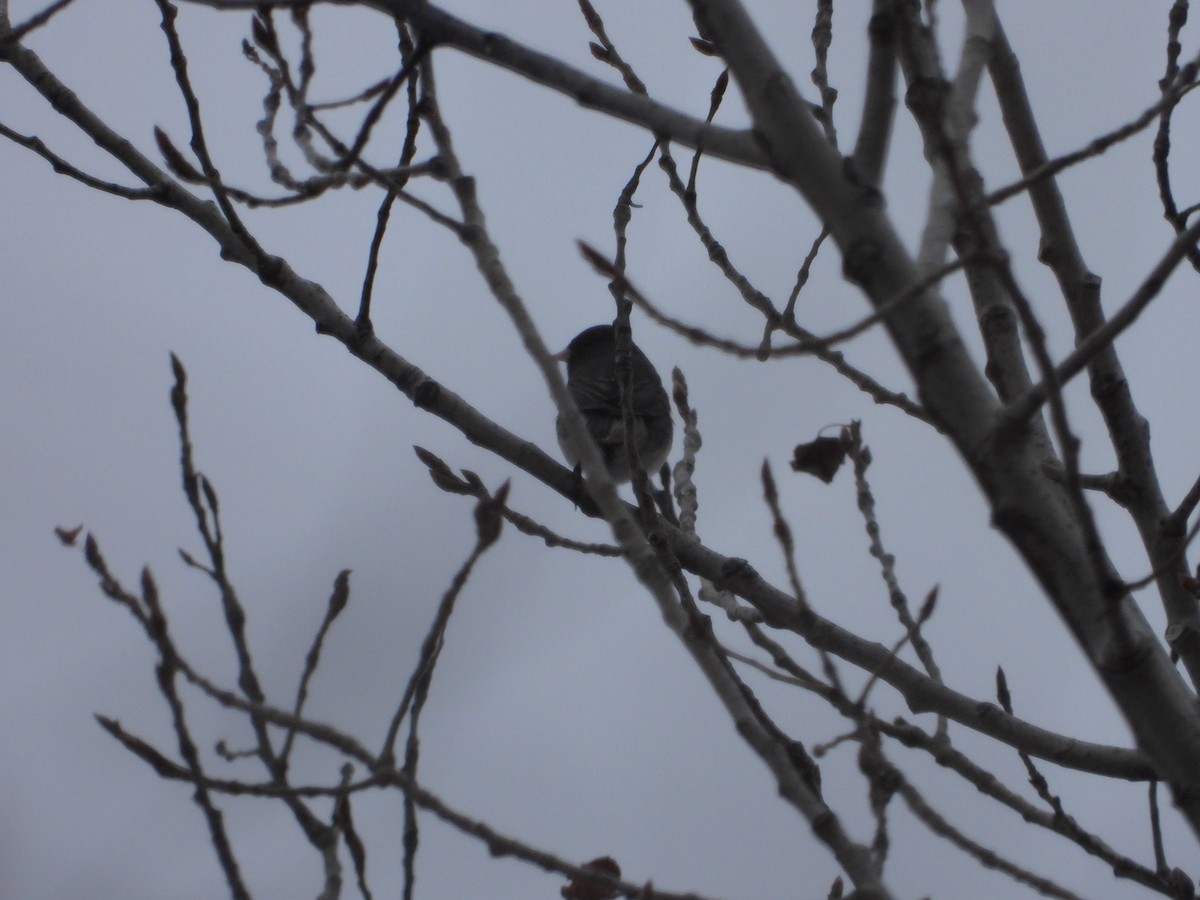 Dark-eyed Junco - ML645854670