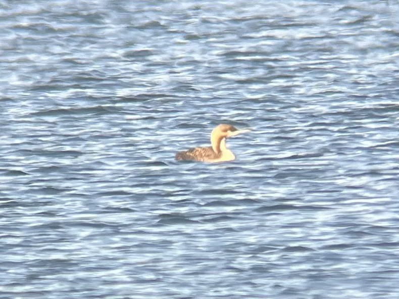 Pacific Loon - ML645854674