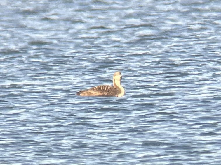 Pacific Loon - ML645854675