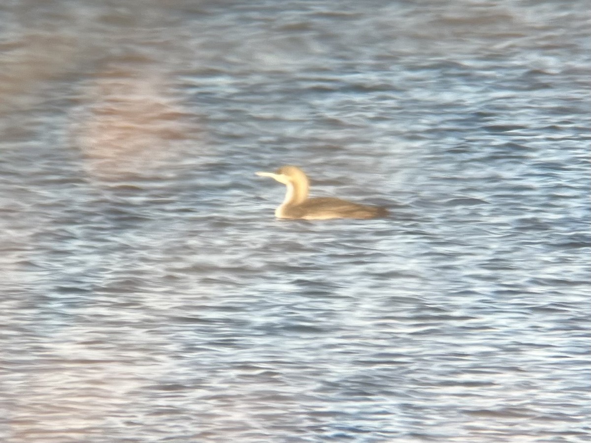 Pacific Loon - ML645854676