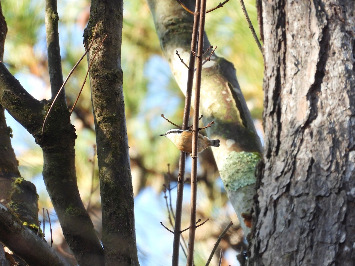 Red-breasted Nuthatch - ML645854677
