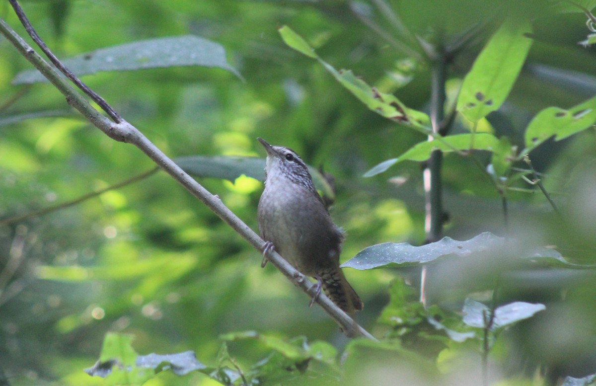 Sinaloa Wren - ML645854681