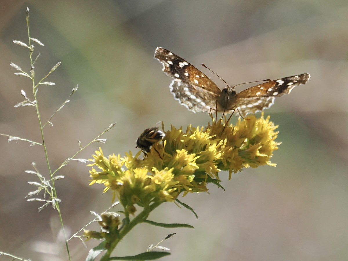 Animals - ML645854682