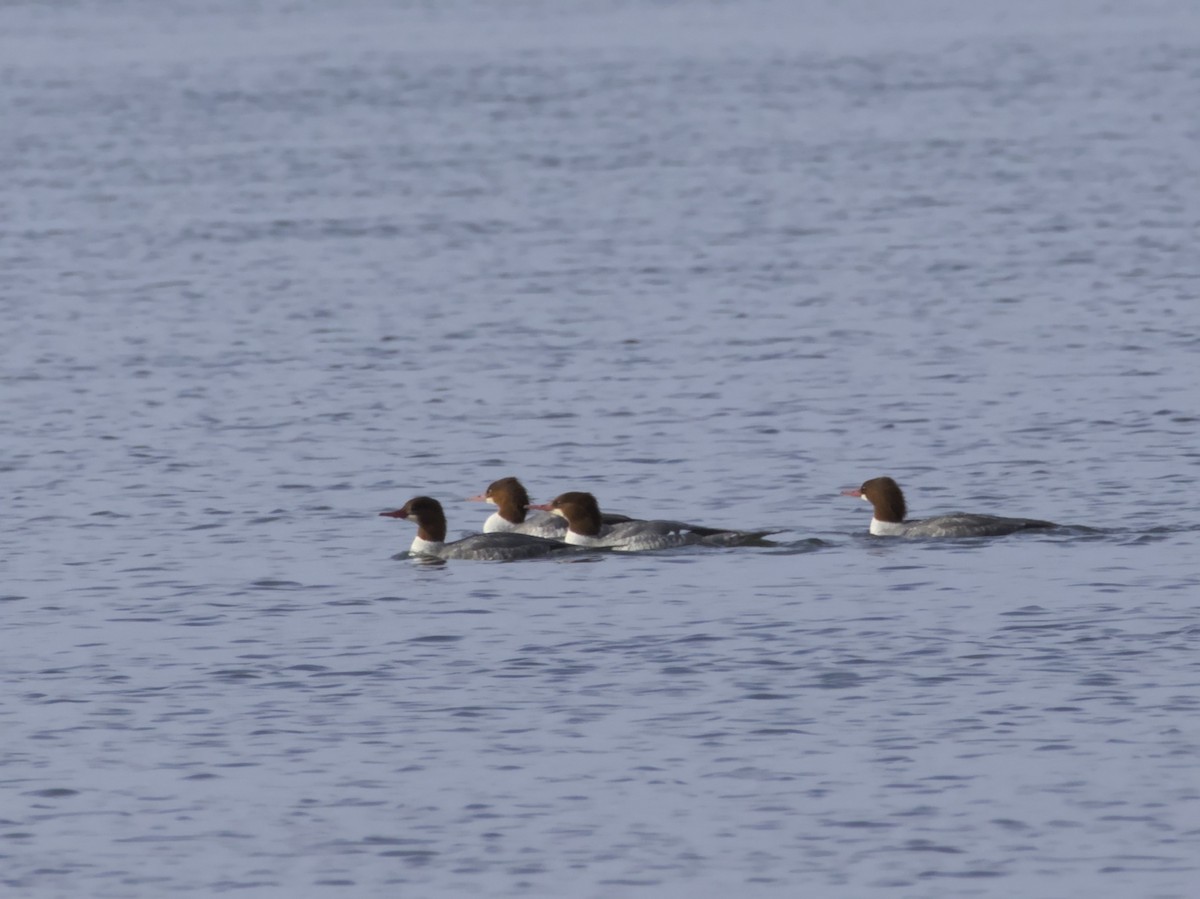 川秋沙 - ML645854688