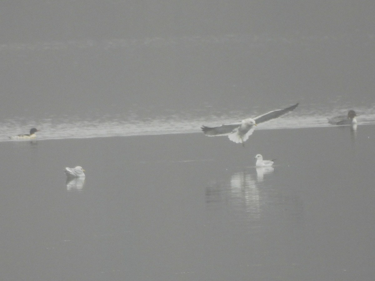 Zafferano - ML645854691