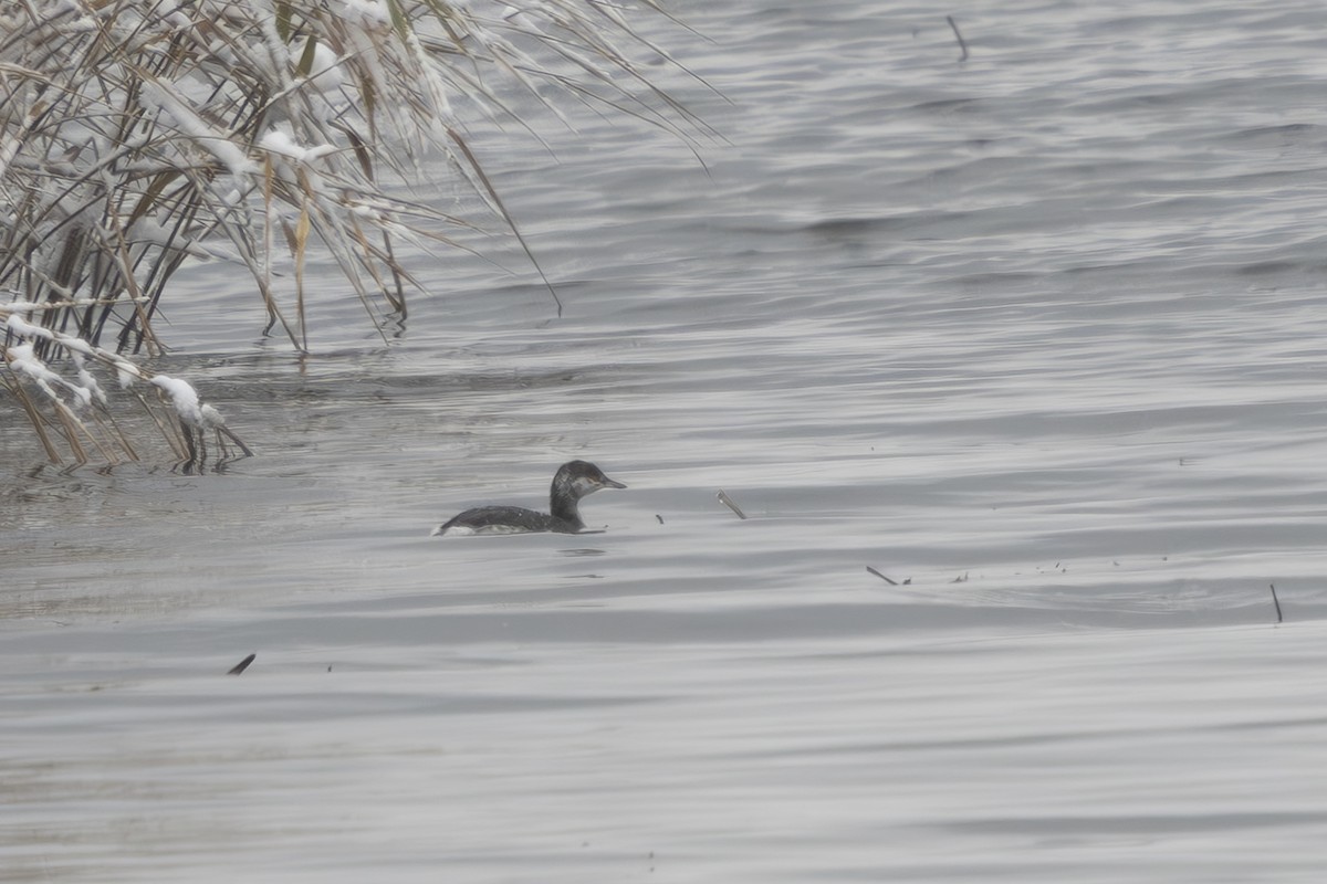 Horned Grebe - ML645854692