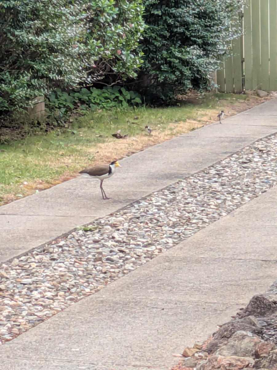 Masked Lapwing (Black-shouldered) - ML645854694