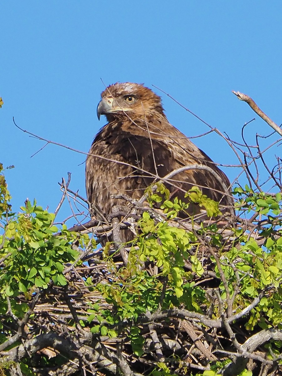 Tawny Eagle - ML645854695