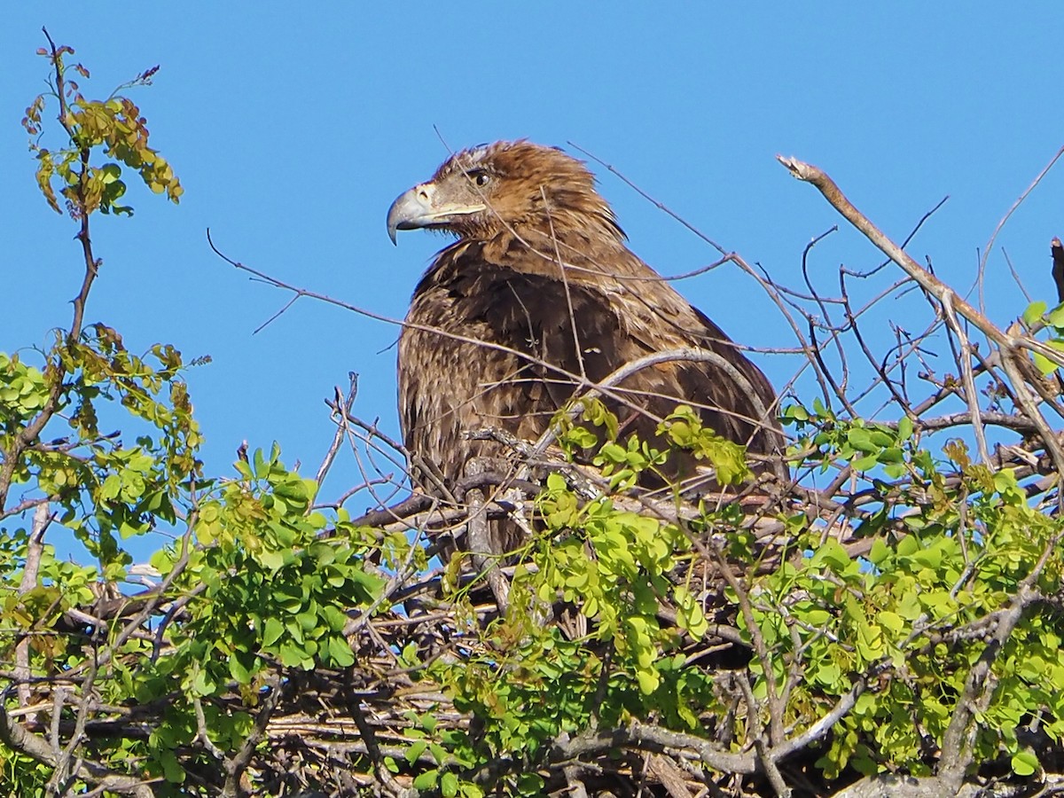 Tawny Eagle - ML645854696