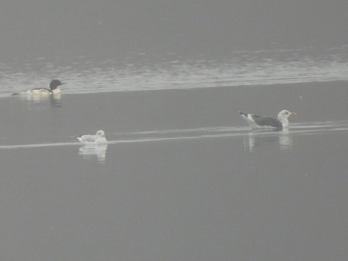 Zafferano - ML645854698