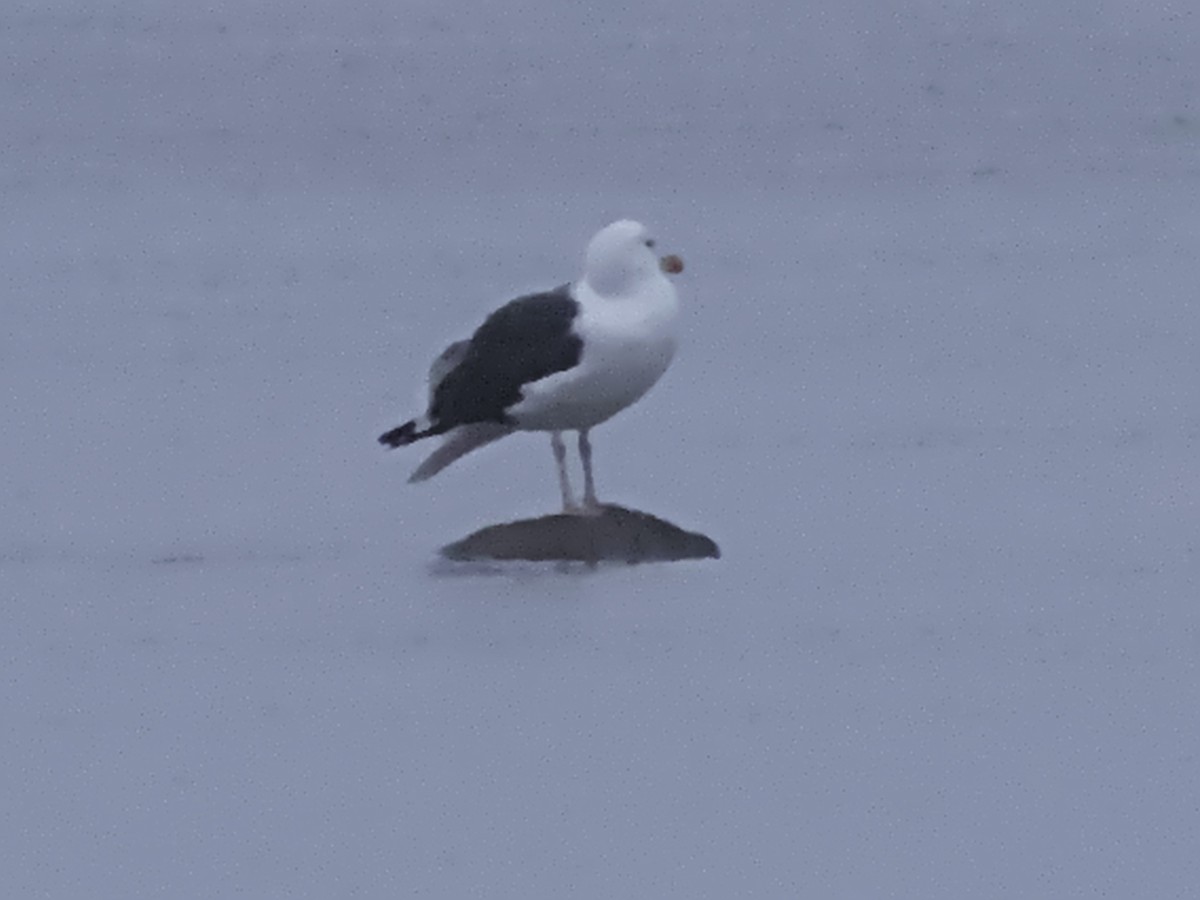 Great Black-backed Gull - ML645854699