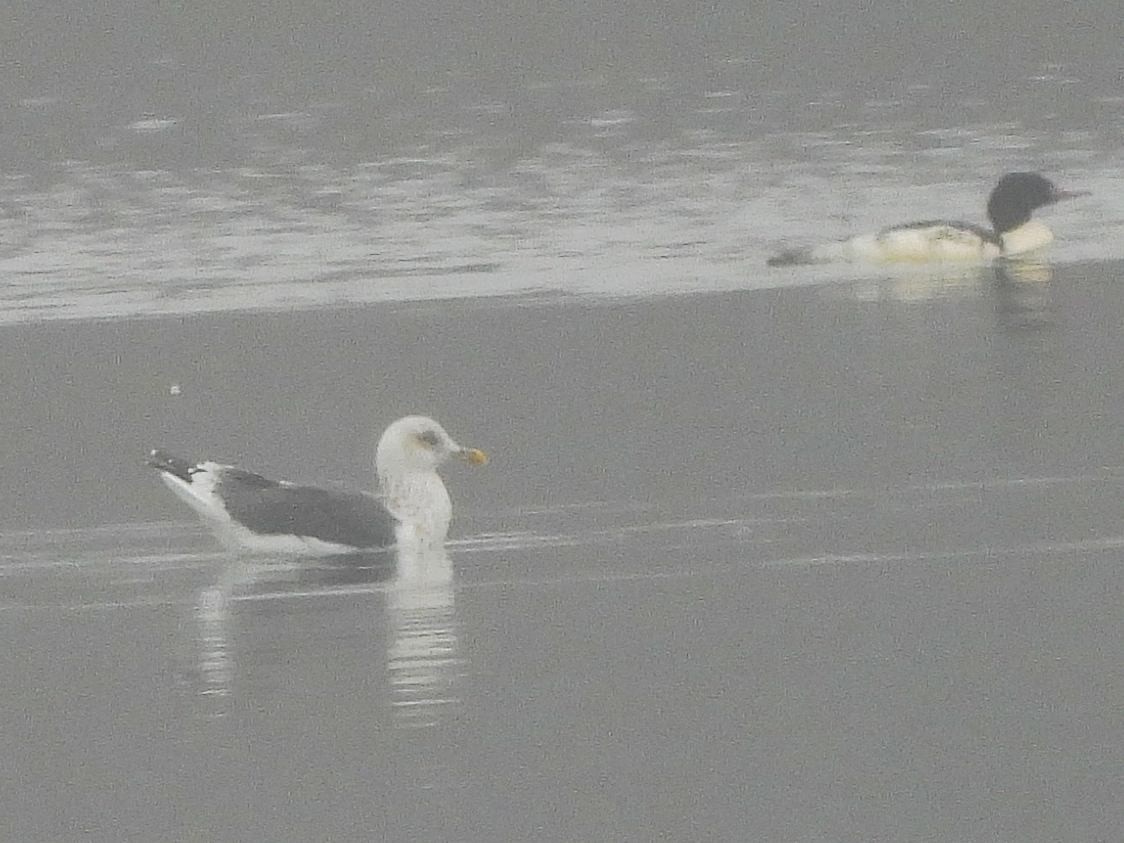 Zafferano - ML645854700