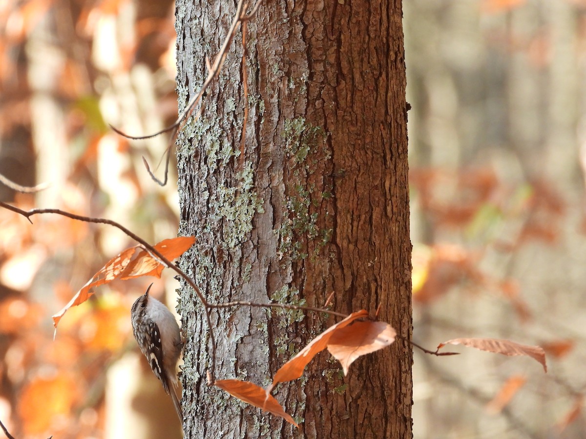 Brown Creeper - ML645854704