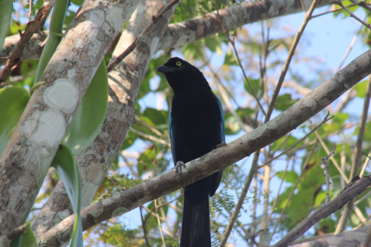 San Blas Jay - ML645854711