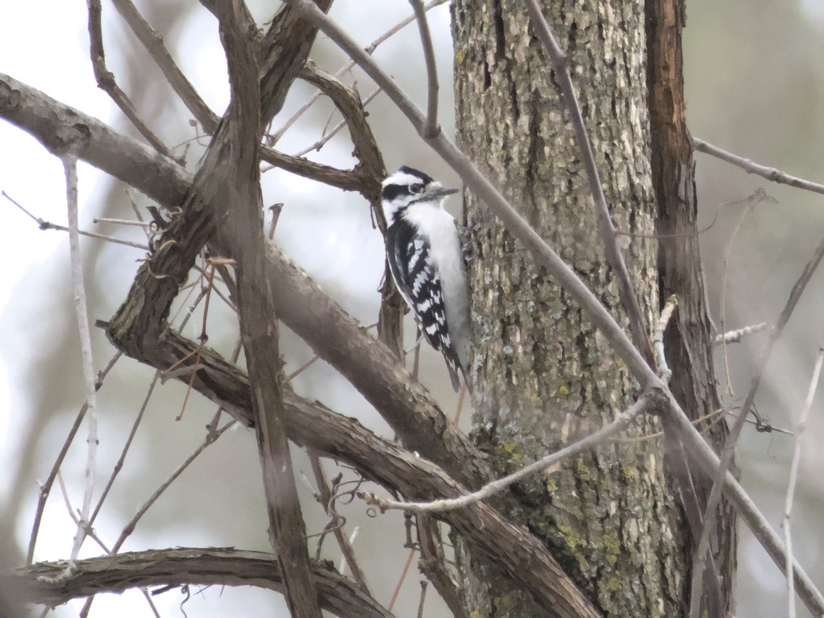 Downy Woodpecker - ML645854717