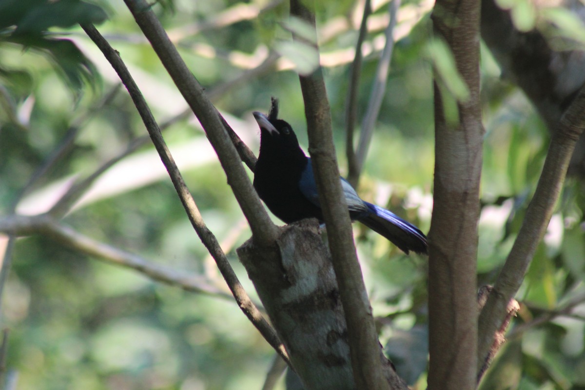 San Blas Jay - ML645854722