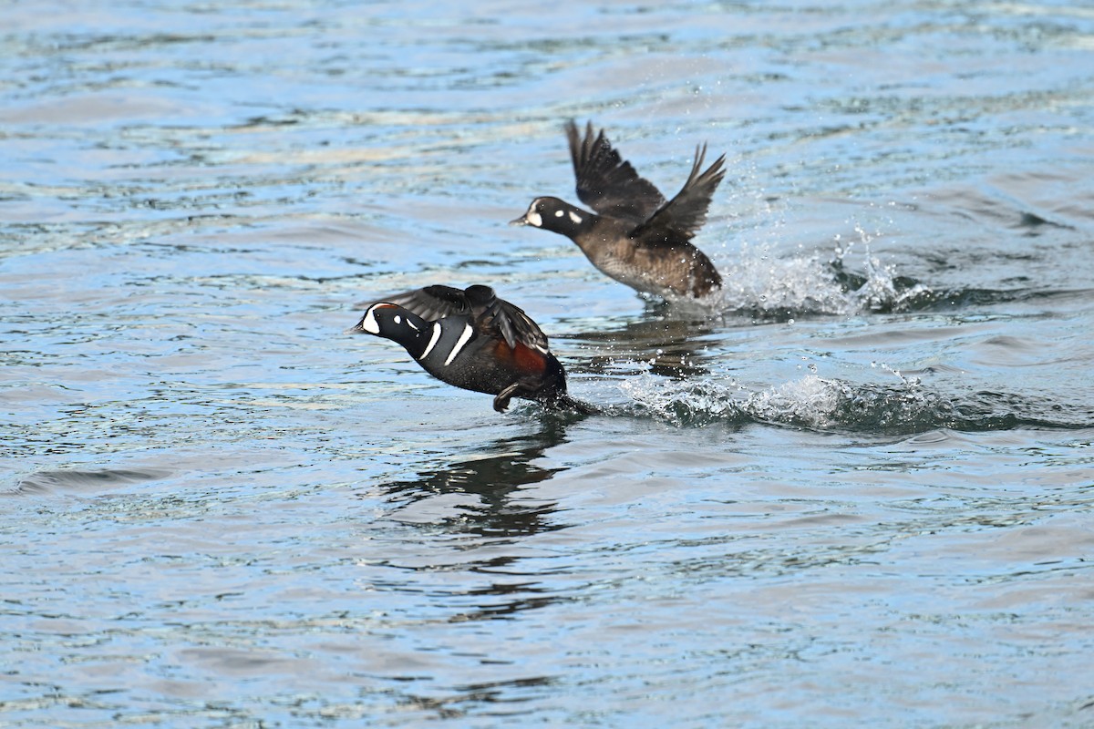 Хотгуужин чөрх - ML645854724