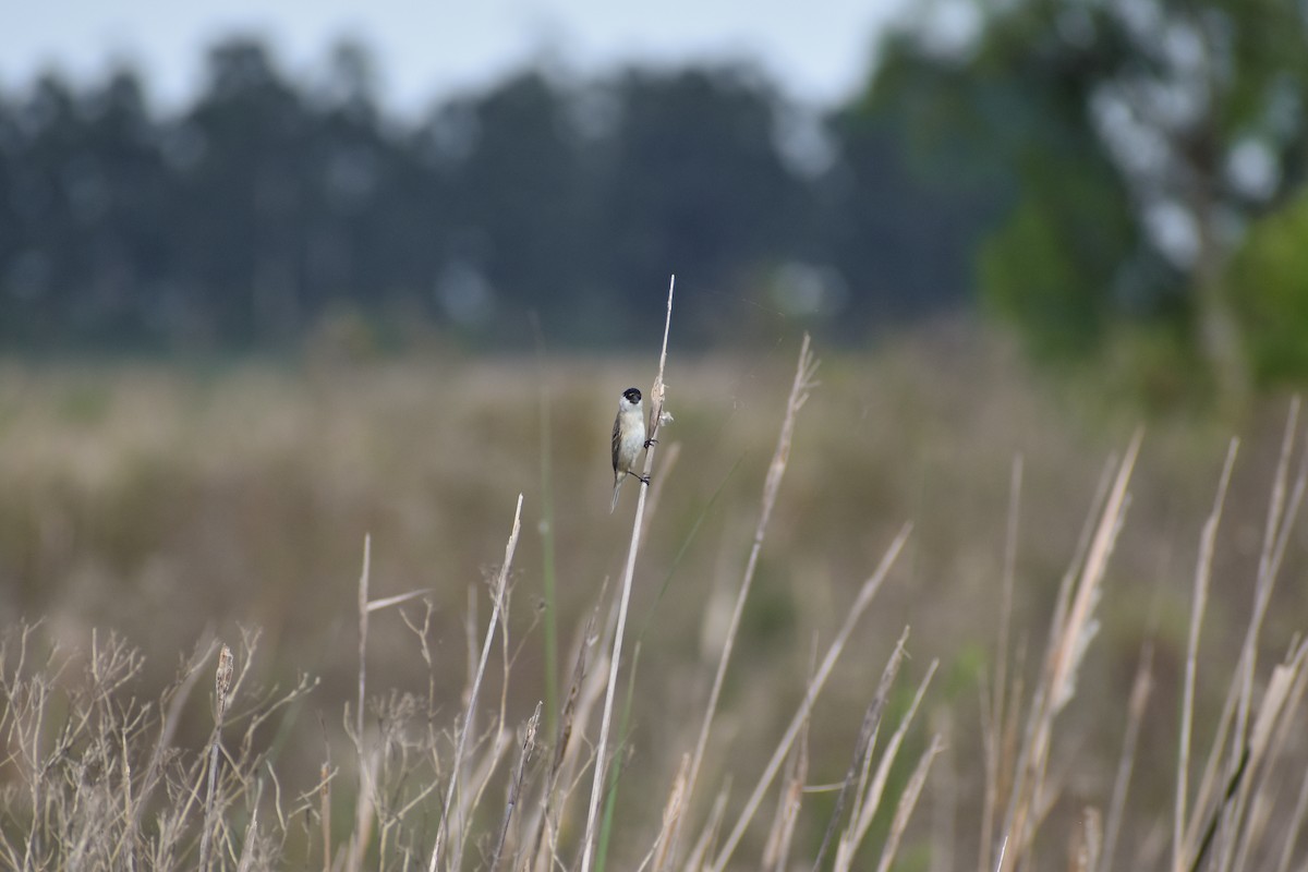 Pearly-bellied Seedeater - ML645854729