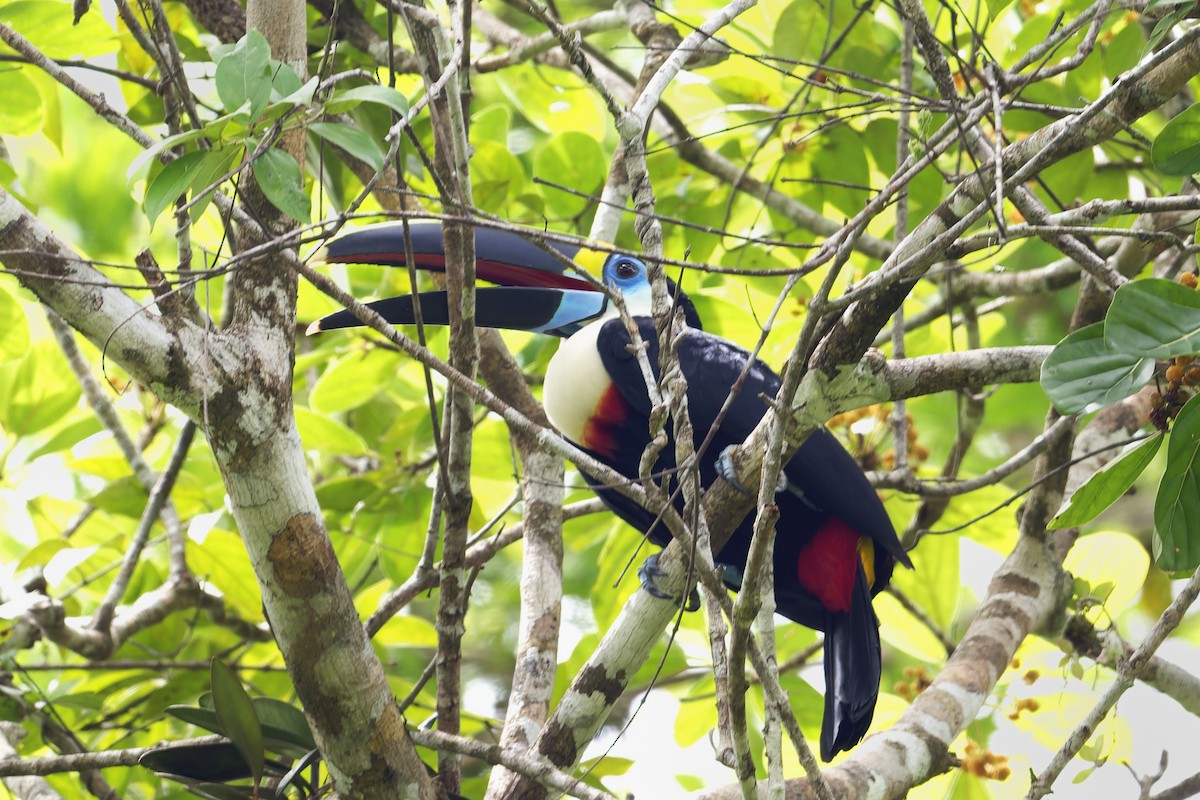 Tucán Pechiblanco (de Cuvier) - ML645854731