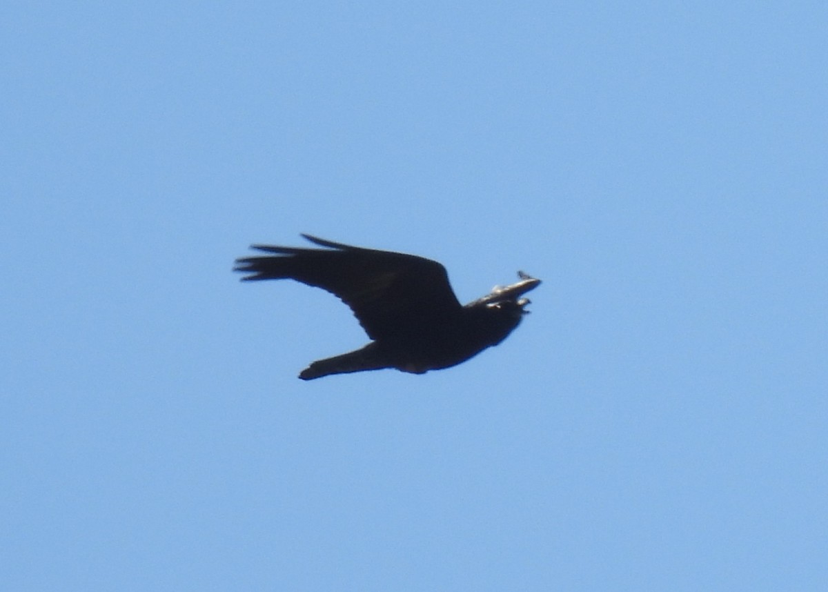Common Raven - ML645854732
