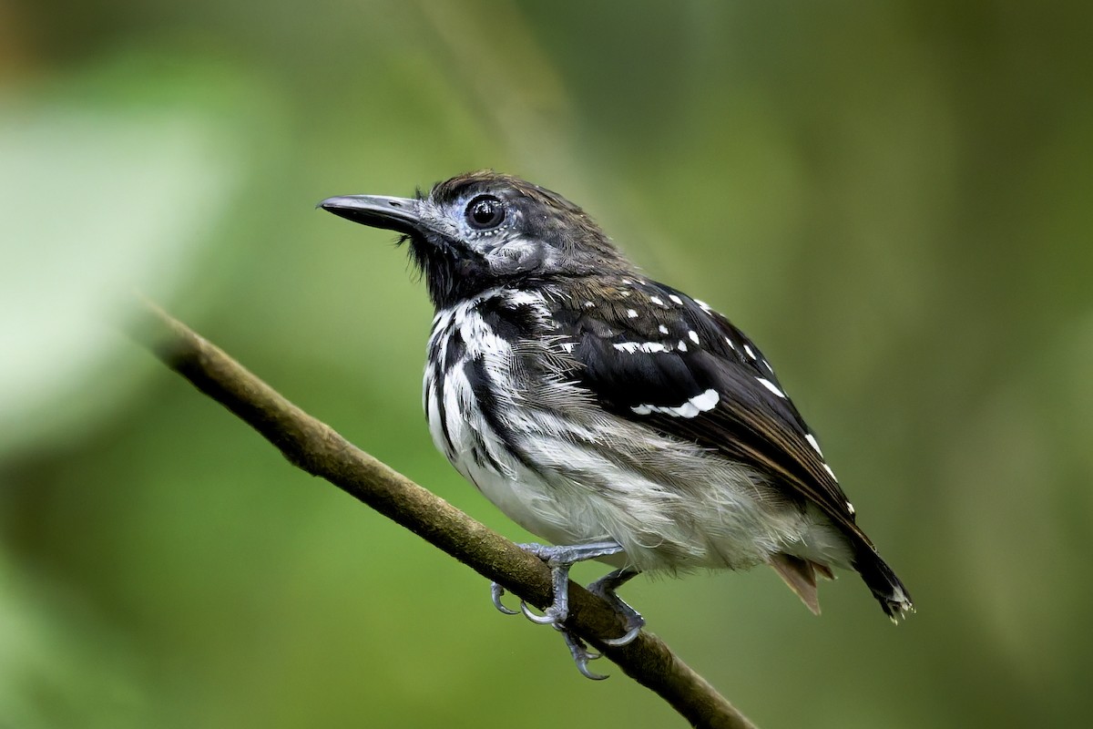 Benek Sırtlı Karıncakuşu - ML645854736