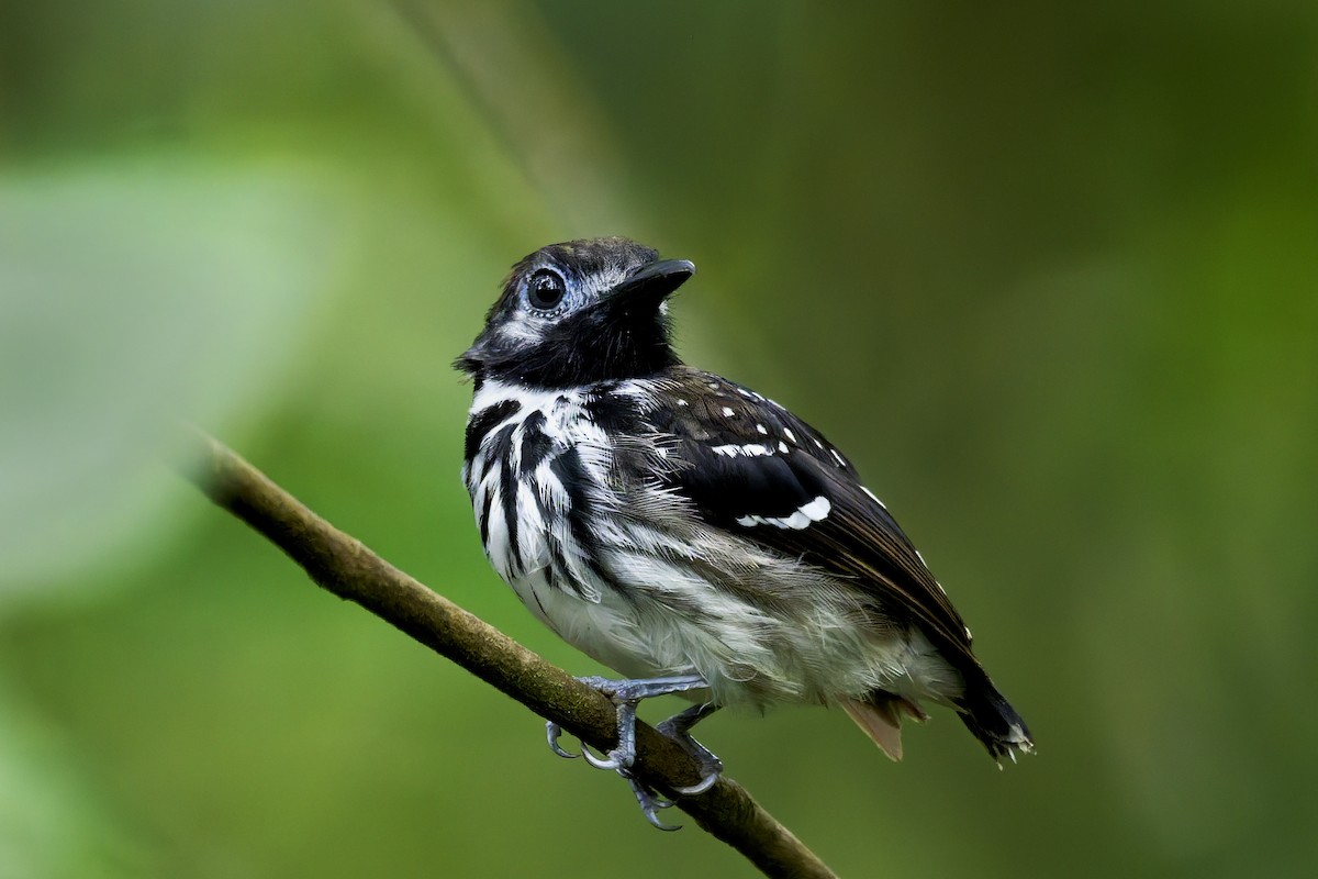 Benek Sırtlı Karıncakuşu - ML645854740