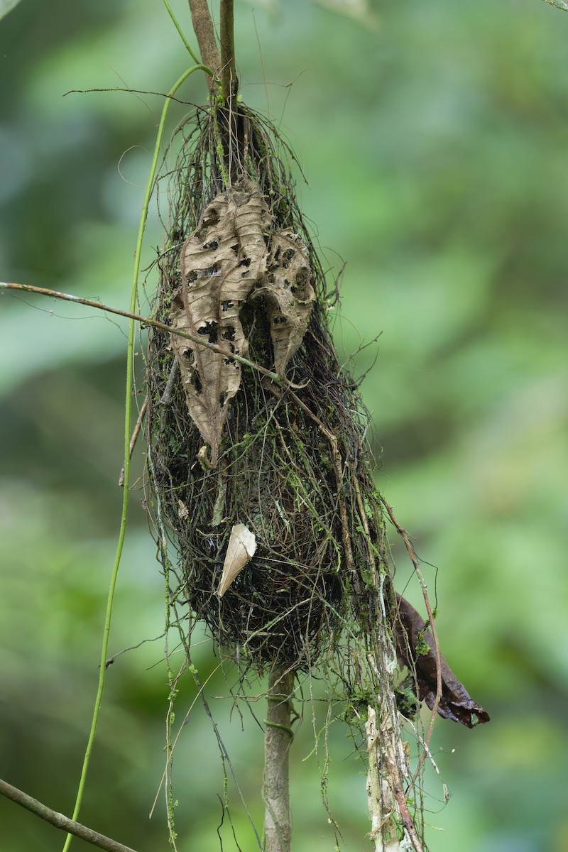 Benek Sırtlı Karıncakuşu - ML645854748