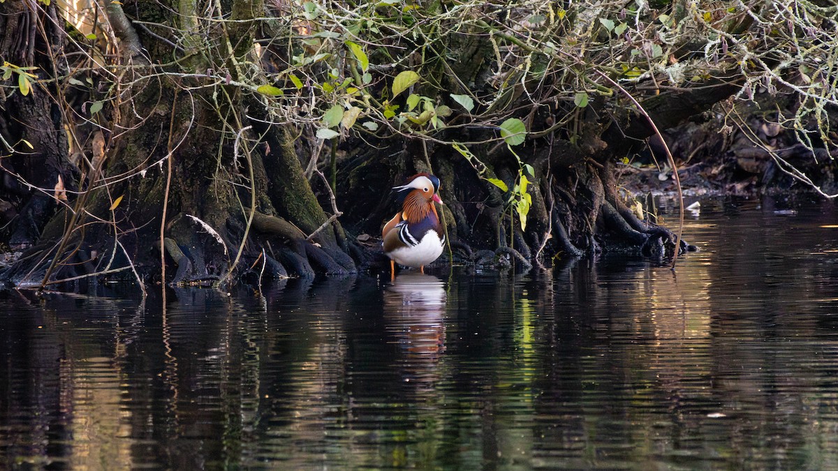 Mandarin Ördeği - ML645854763