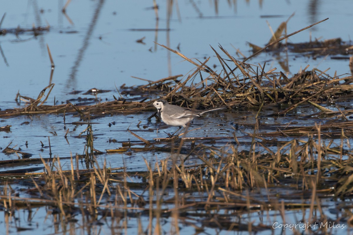 Bergeronnette grise - ML645854766